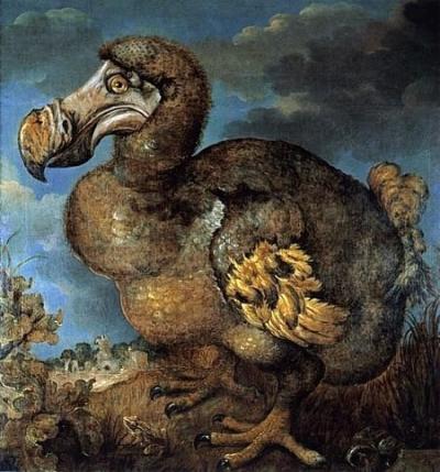 De dodo, een loopvogel, leefde in Oost-Indië en stierf rond 1700 uit. Schilderij van Jan Savery (1651).