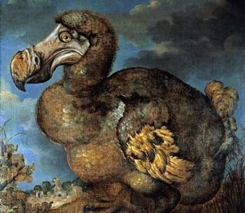 De dodo, een loopvogel, leefde in Oost-Indië en stierf rond 1700 uit. Schilderij van Jan Savery (1651).