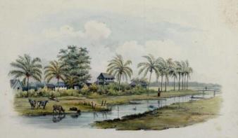 Katoenplantage Anna-Catharina aan de Commewijnerivier in Suriname.
